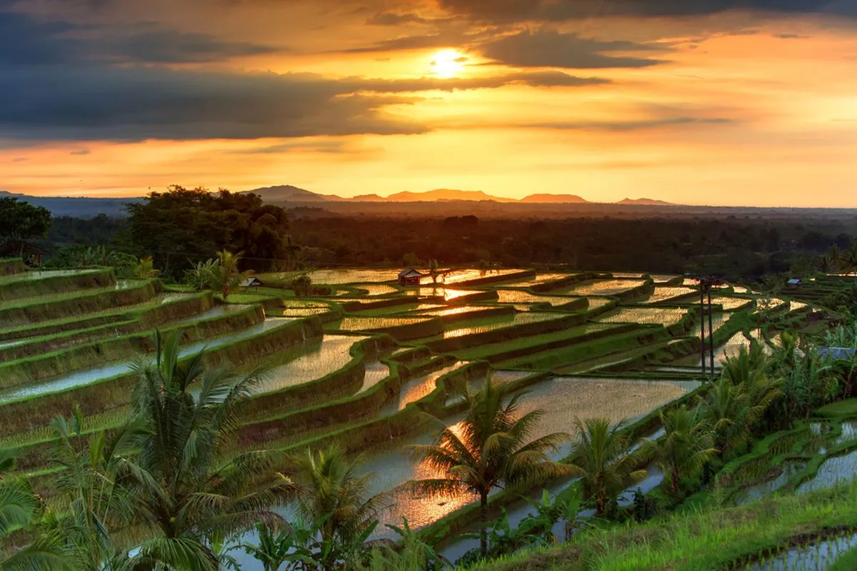 Jatiluwih Rice Terrace