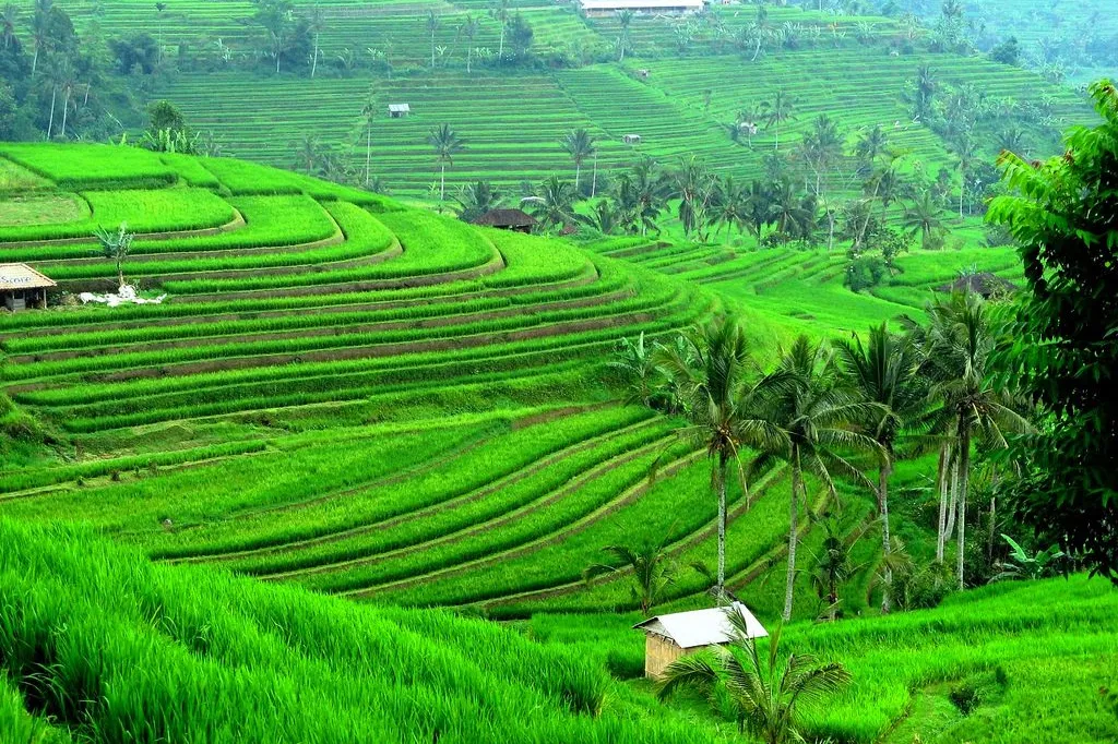 Jatiluwih Rice Terrace