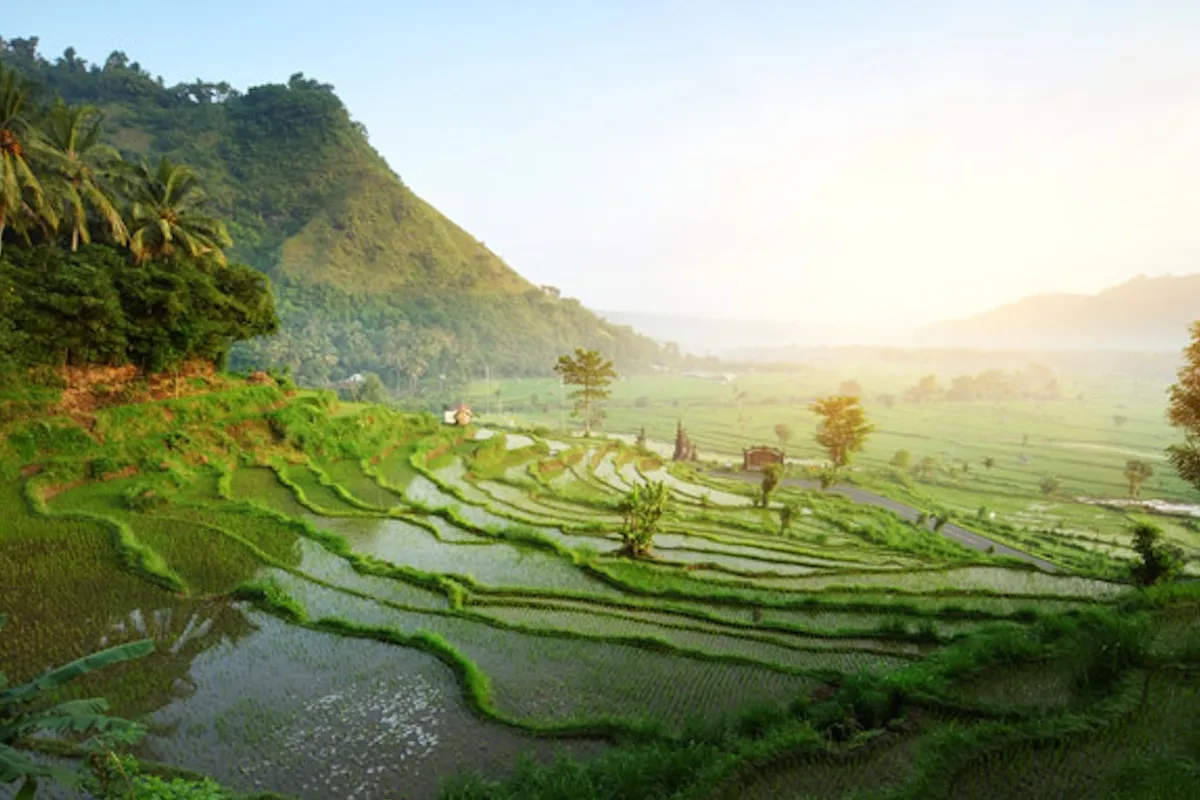 Jatiluwih Rice Terrace