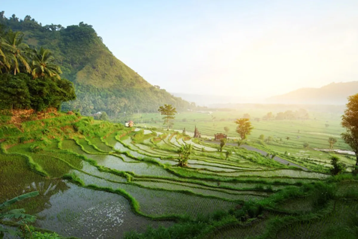 Jatiluwih Rice Terrace